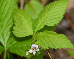 Rubus pubescens