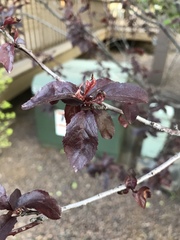 Prunus cerasifera pissardii