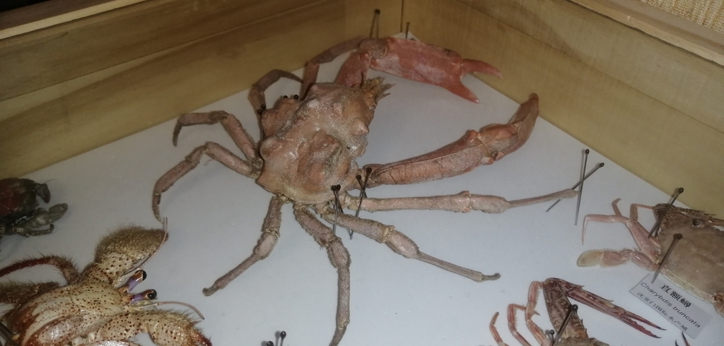 Goniopugettia