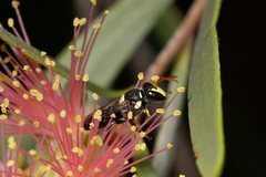 Hylaeus ruficeps ruficeps