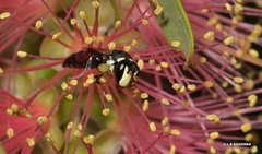 Hylaeus ruficeps ruficeps