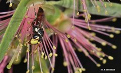 Hylaeus ruficeps ruficeps