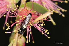 Hylaeus ruficeps ruficeps