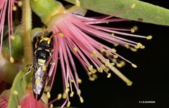 Hylaeus ruficeps ruficeps