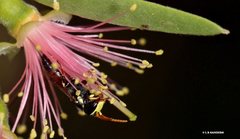 Hylaeus ruficeps ruficeps