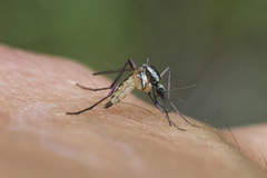 Psorophora longipalpus