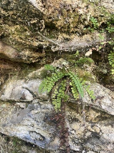 Asplenium viride iNat (1)