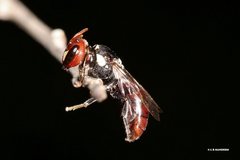 Hylaeus ruficeps ruficeps