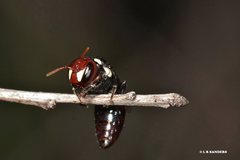 Hylaeus ruficeps ruficeps