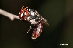 Hylaeus ruficeps ruficeps