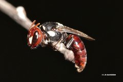 Hylaeus ruficeps ruficeps
