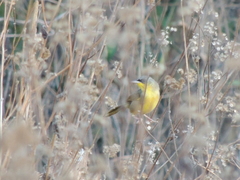 Geothlypis poliocephala