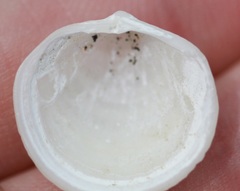 Divalinga quadrisulcata