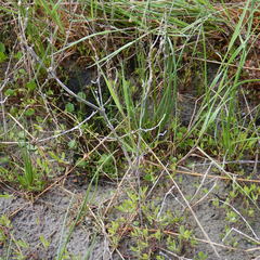 Atriplex dioica