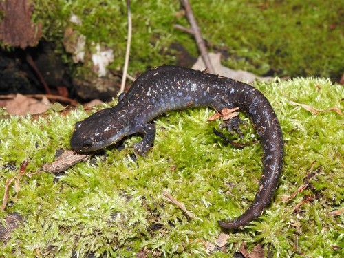 Unisexual Mole Salamander
