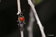 Euryglossa adelaidae