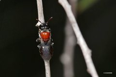 Euryglossa adelaidae