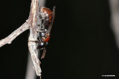 Euryglossa adelaidae