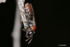 Euryglossa adelaidae