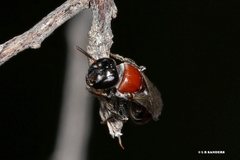 Euryglossa adelaidae