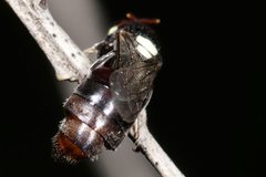 Strepsiptera