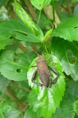 Pseudomictis distinctus