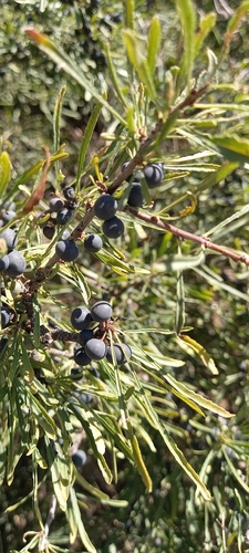 Image of Rhamnus erythroxyloides by (c) Гущина Ангелина Викторовна, some rights reserved (CC BY)