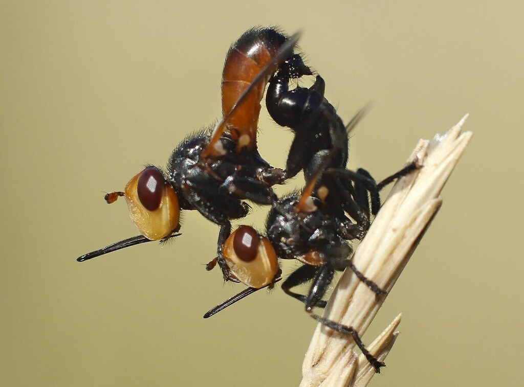 Melanosoma bicolor