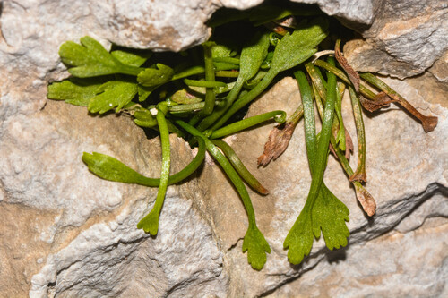 Asplenium seelosii