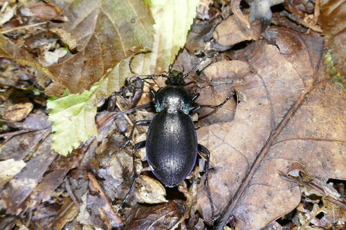 Carabus monticola