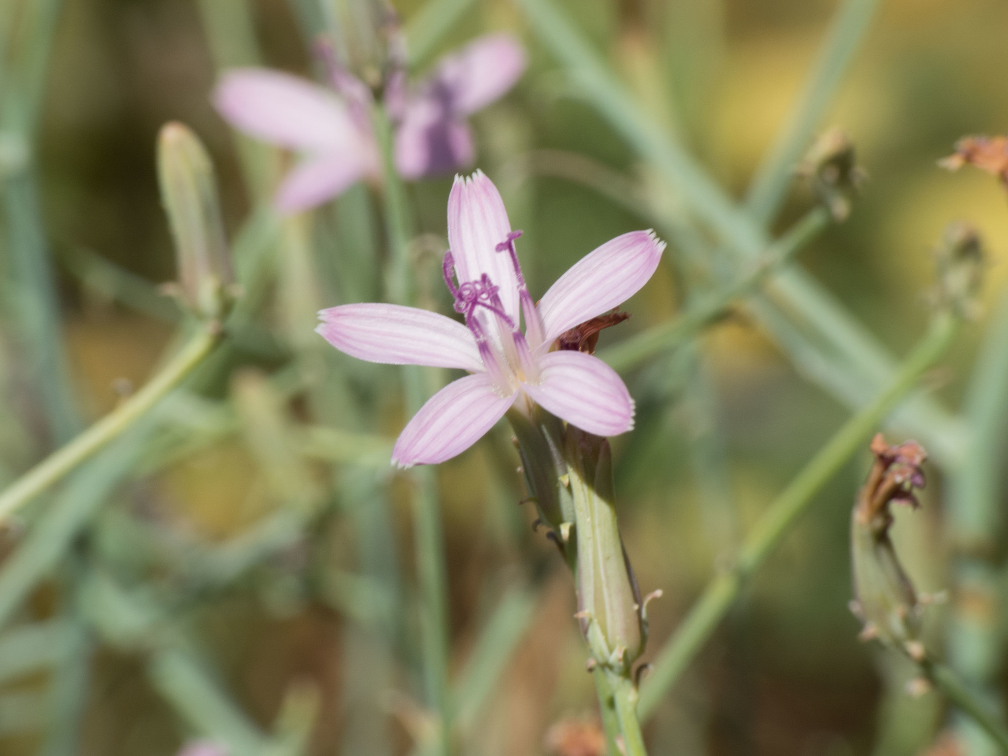 Stephanomeria pauciflora