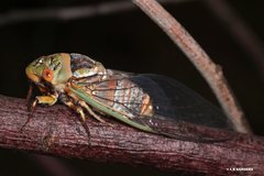 Macrotristria intersecta