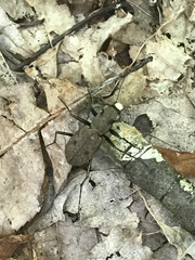 Apterodela unipunctata