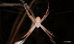 Argiope magnifica