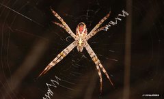 Argiope magnifica
