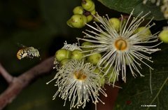 Amegilla aeruginosa