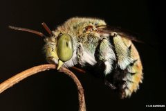 Amegilla aeruginosa