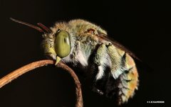 Amegilla aeruginosa
