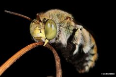 Amegilla aeruginosa