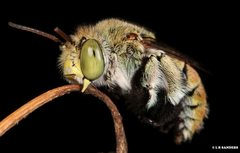 Amegilla aeruginosa