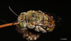Amegilla aeruginosa