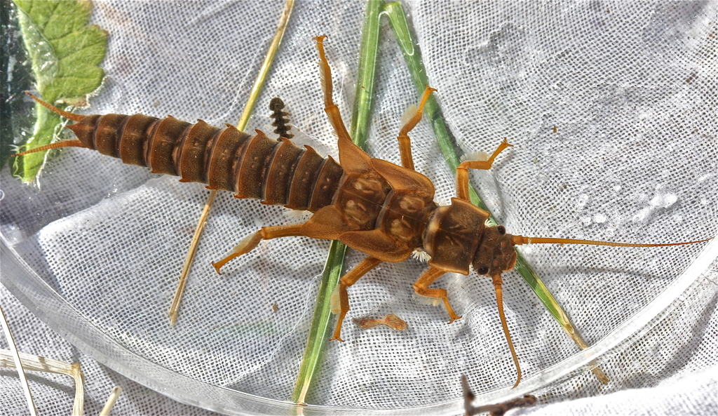 Appalachian Salmonfly