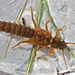 Appalachian Salmonfly - Photo (c) Bob Henricks, some rights reserved (CC BY-NC)