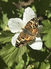 Phyciodes mylitta