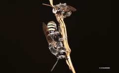 Nomia rubroviridis