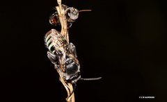 Nomia rubroviridis