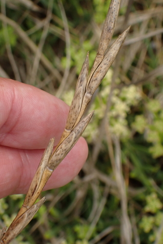Image of Elymus farctus by no rights reserved