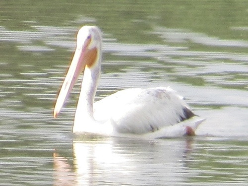 American White Pelican photographed in Colorado