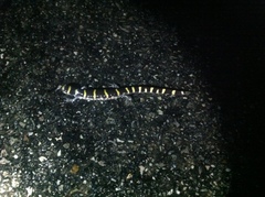 Ambystoma annulatum