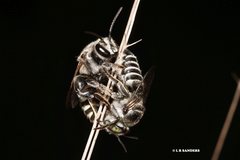 Nomia rubroviridis